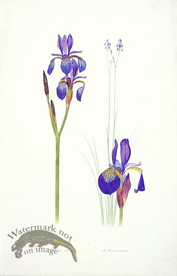 Dykes Iris 03